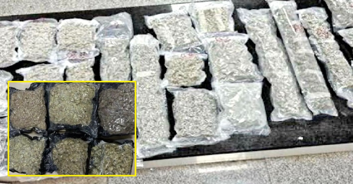 Surat: 6.5 કરોડ રૂપિયાનો હાઇબ્રિડ ગાંજો જપ્ત, વિદેશથી કન્સાઇન્મેન્ટ લાવનારા બે લોકોની ધરપકડ