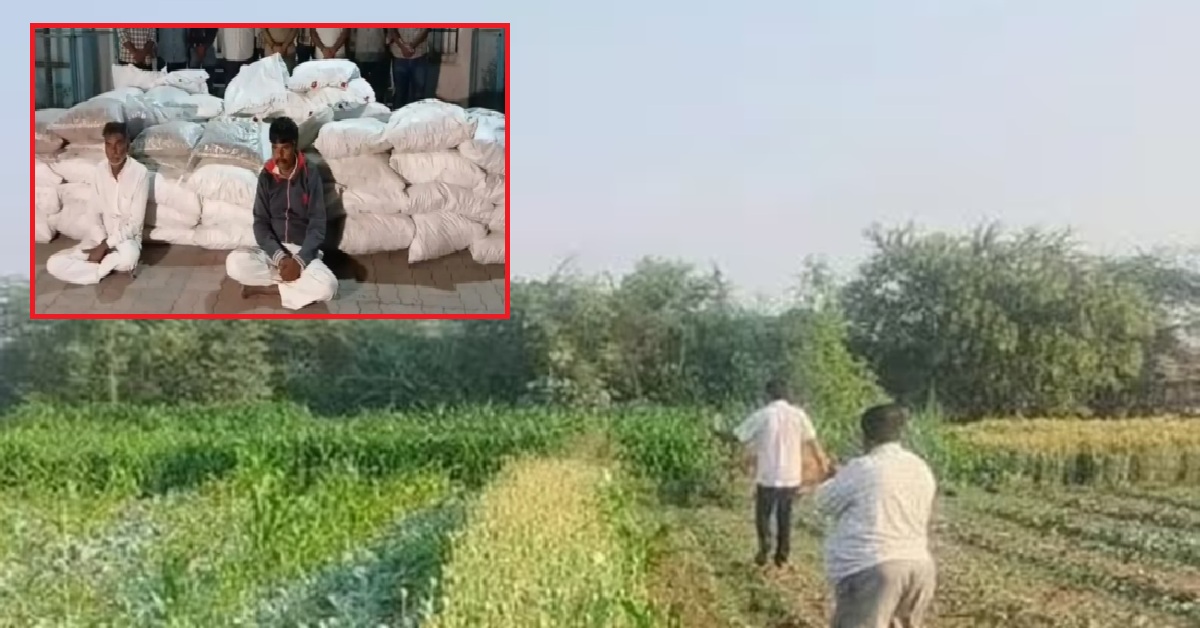 Bhavnagar: ડ્રગ્સનો અડ્ડો બની ગયું ખેતર, બે ભાઈઓ 11 કરોડ રૂપિયાના ગાંજા અને અફીણ સાથે પકડાયા