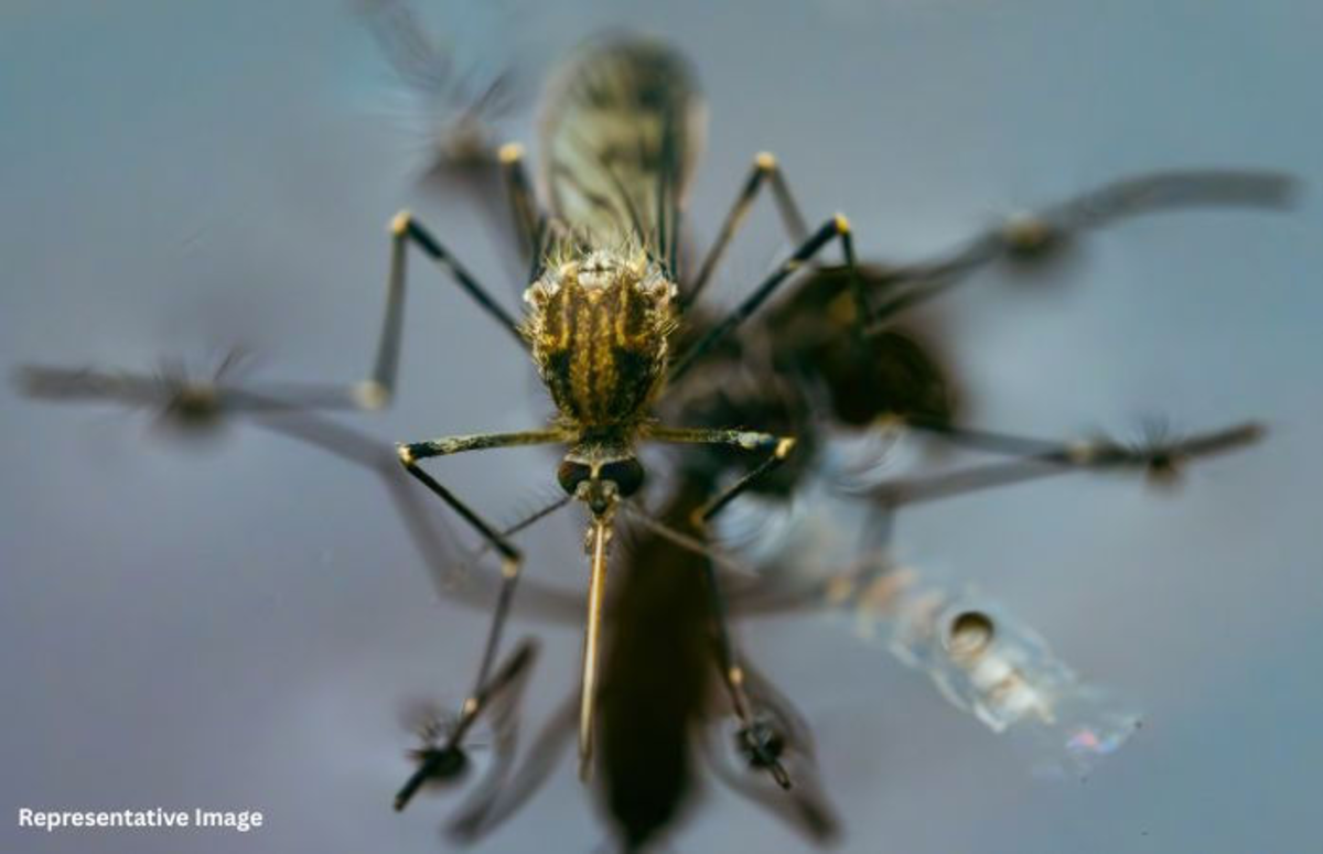 Ahmedabad: સરકાર જુઠ્ઠું બોલે છે? અમદાવાદમાં મેલેરિયાના કેસોના સંદર્ભમાં સરકાર અને AMCના આંકડા વચ્ચે મોટો તફાવત!