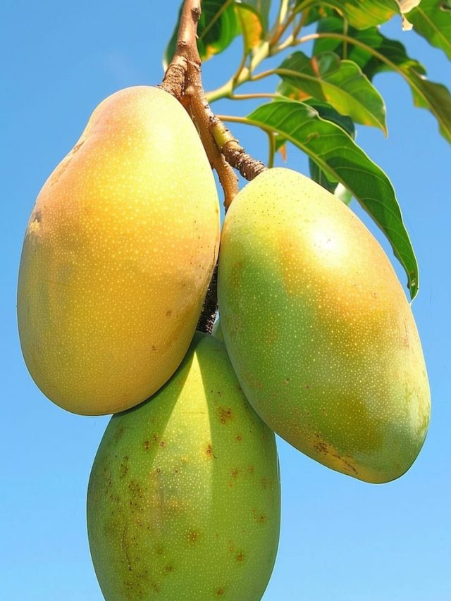 ઉનાળામાં કાચી કેરીનું સેવન કરવામાં આવે તો ખુભ ફાયદો થાય છે