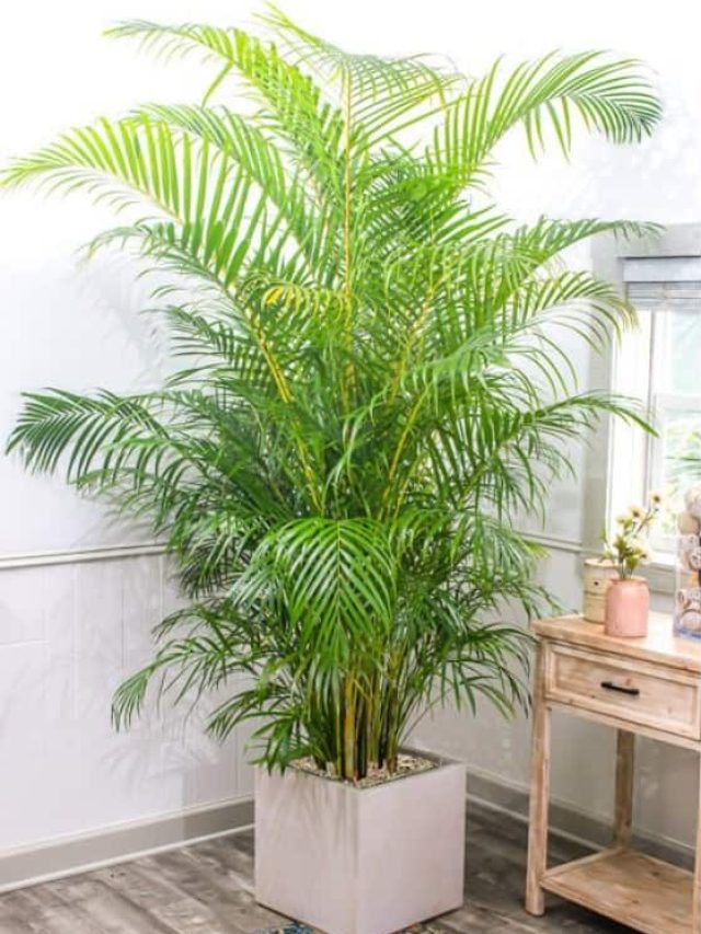 Indoor Plants: પ્રદુષણભર્યા વાતાવરણમાં શુદ્ધ હવા જરૂરી છે