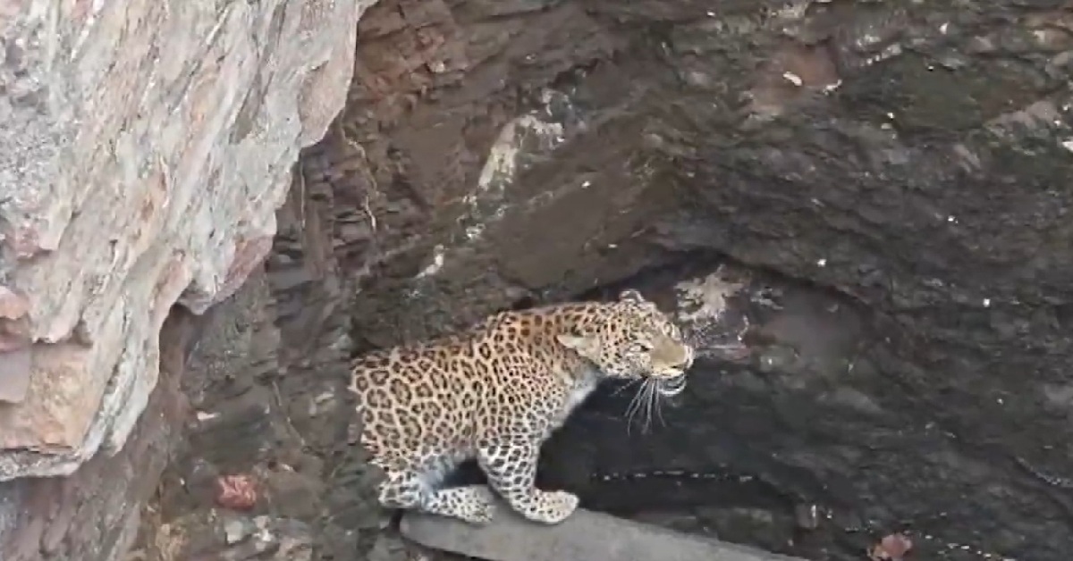 Bhavnagar: શિકારની શોધમાં ભટકતો દીપડો કૂવામાં પડી ગયો, વન વિભાગની ટીમે બચાવ્યો; VIDEO