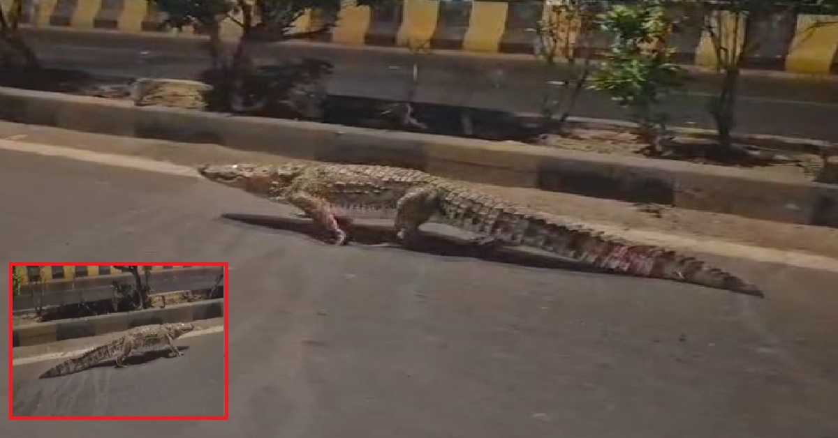 Vadodara crocodile: શહેરમાં એક જ દિવસમાં બે જગ્યાએ મગર ફરતો જોવા મળ્યો, લોકોએ બનાવ્યા વીડિયો