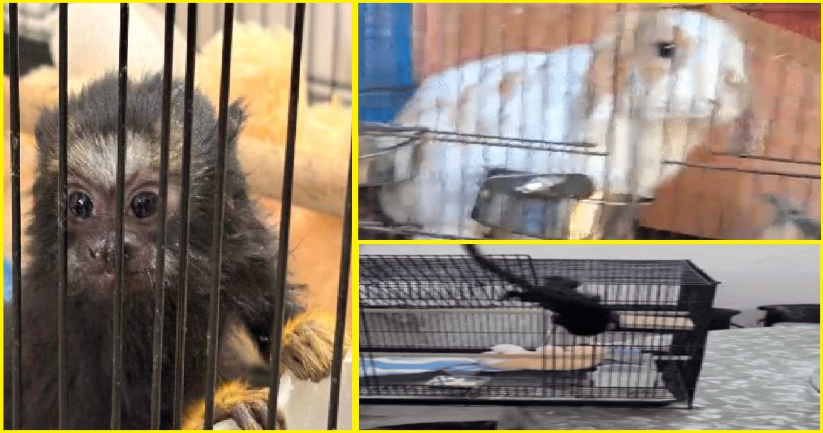 Ahmedabad: નવરંગપુરામાં વિદેશી પ્રાણીઓ અને પક્ષીઓના ગેરકાયદેસર બ્રીડીંગ અને વેચાણનો પર્દાફાશ