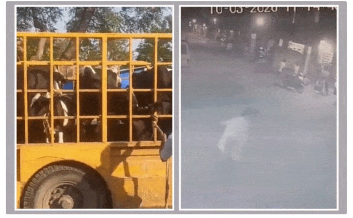 Ahmedabad: નરોડામાં રખડતા પ્રાણીઓને પકડવા ગયેલી ટીમ પર હુમલો, અજાણ્યા વ્યક્તિઓ દ્વારા કરવામાં આવેલી હરકત સીસીટીવીમાં કેદ