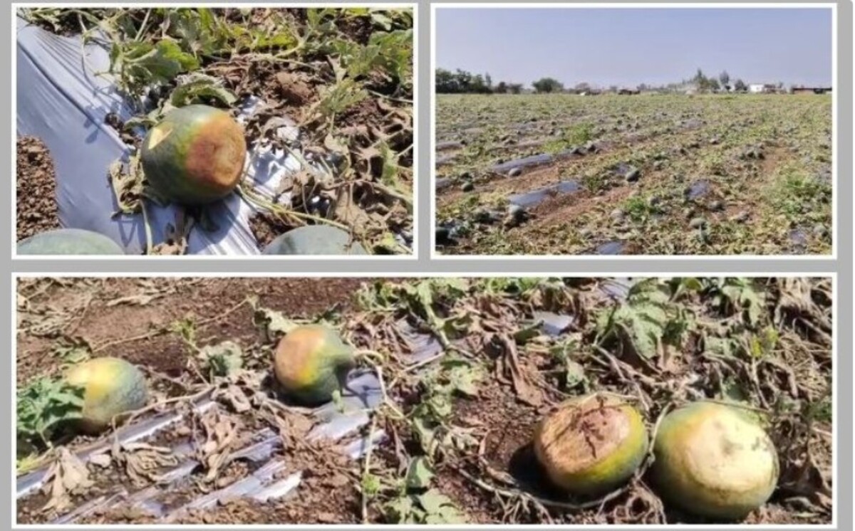 Surendranagar: સાયલામાં મીની વાવાઝોડાથી તરબૂચની ખેતીને ભારે નુકસાન, મહેનત પાણીમાં ગઈ