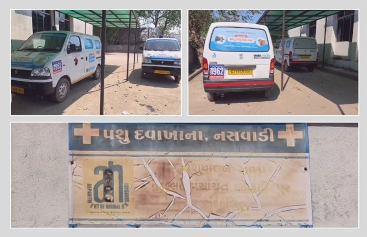 Chhota Udepur: સરકારની ઉદાસીનતાને કારણે છેલ્લા 8 મહિનાથી 20 પશુ એમ્બ્યુલન્સ ધૂળ ખાઈ રહી છે, પશુપાલન સંકટમાં