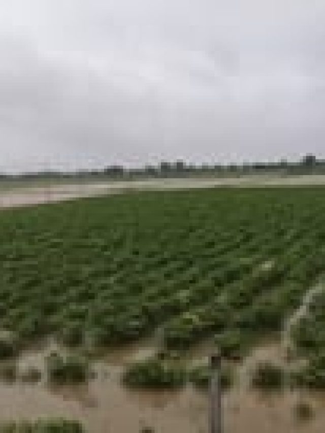 Gujarat Weather: 27થી 30 march સુધી રાજ્યમાં વરસાદને લાઈ યેલો અલર્ટ જાહેર કરવામાં આવ્યું