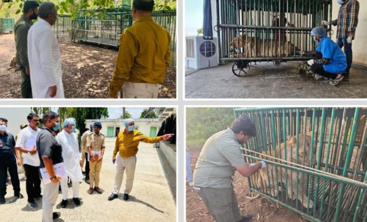 Gir Somnath: વનમંત્રીએ બચાવ કેન્દ્રની મુલાકાત લીધી, દાવો કર્યો, ‘છેલ્લા 3 દિવસમાં વાયરસને કારણે એક પણ સિંહનું મૃત્યુ થયું નથી…’