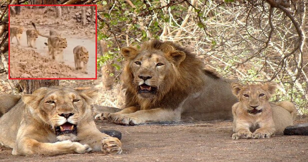 Gir forestsમાં રાજસી ચાલ! એક સાથે નજરે પડ્યા 8 સિંહ