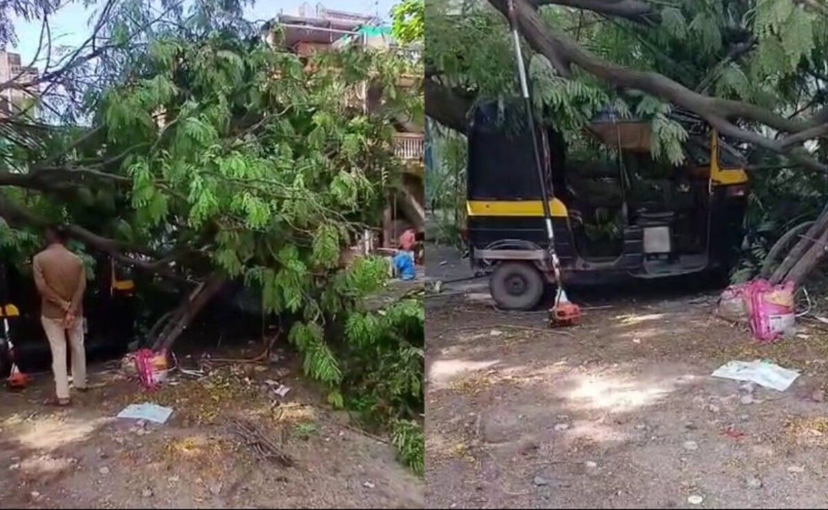 Surat: ભારે પવનને કારણે પાંડેસરામાં એક વિશાળ વૃક્ષ પડી ગયું, અનેક વાહનો દબાયા, સ્થાનિકોમાં ગભરાટ