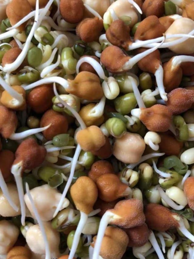 અંકુરિત દાણા ખાવાથી શરીરને મળે છે આ ખાસ ફાયદા