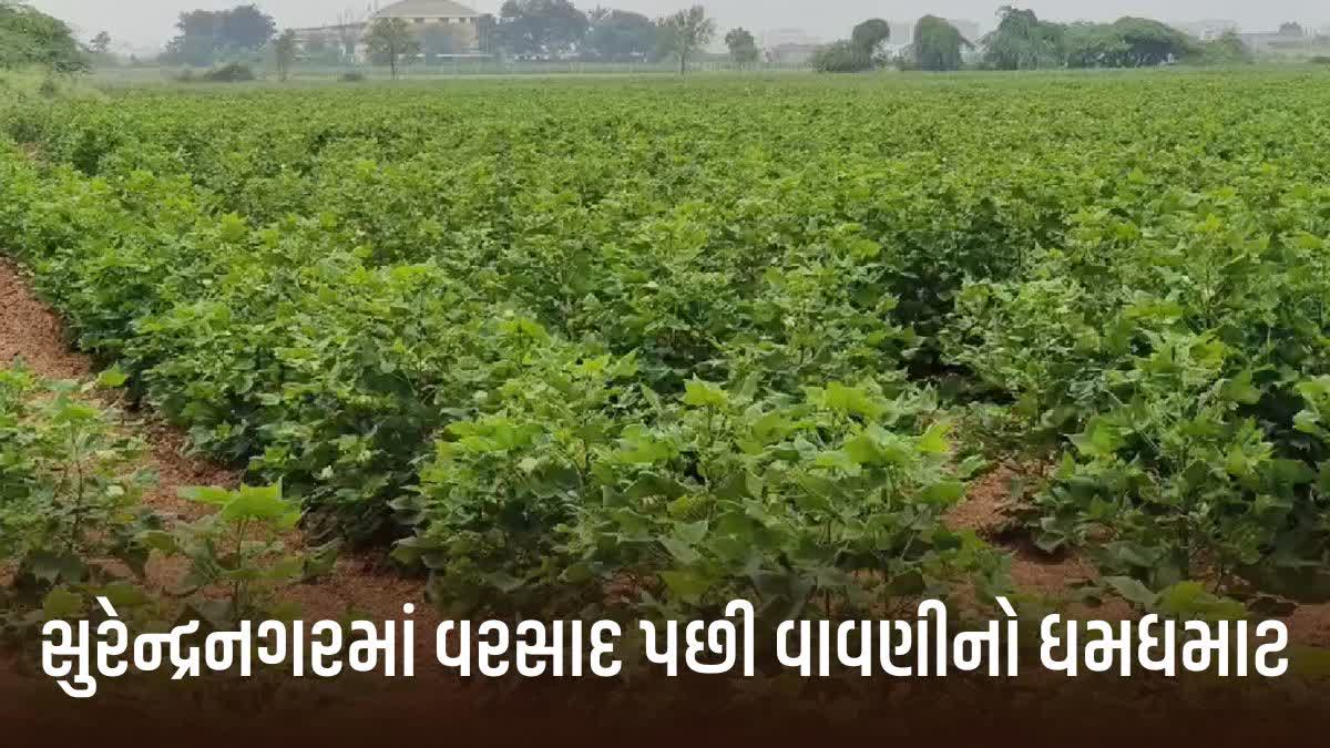 Surendranagar: વરસાદ પછી વાવણી, પહેલા અઠવાડિયામાં ૧.૧૪ લાખ હેક્ટરમાં વાવણી થઈ