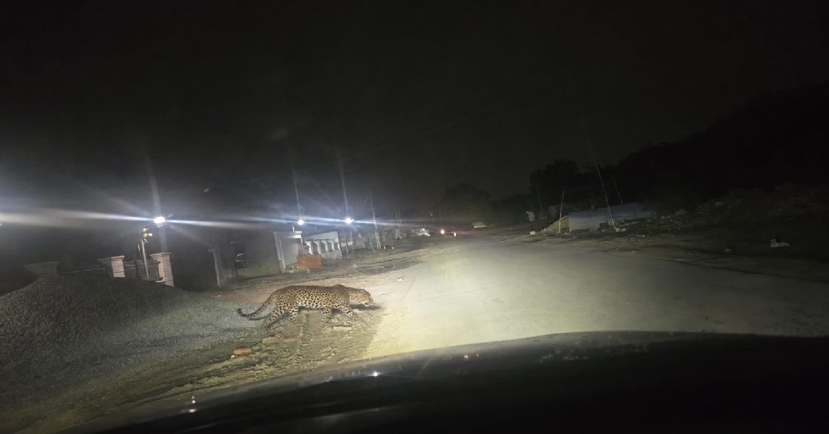 Ahmedabadમાં ફરી દીપડાની દહેશત? ચાંદખેડા પાસે દીપડો દેખાયાનો દાવો, વાયરલ ફોટાથી લોકોમાં ભય