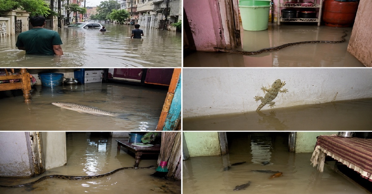 Vadodaraમાં ભારે વરસાદને કારણે રહેણાંક વિસ્તારોમાં ભરાયા પાણી, સાપ, નોળિયા અને માછલીઓ લોકોના ઘરમાં ઘૂસી ગયા