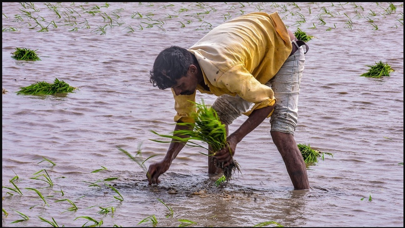 Agriculture in Gujarat: ગુજરાતમાં, 60% વાવણી પૂર્ણ થઈ ગઈ છે, જે ગયા વર્ષ કરતા 9% ઓછી છે, છૂટાછવાયા વરસાદથી થોડી રાહત