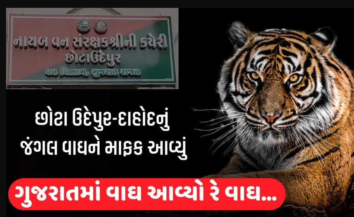 Gujarat: ગુજરાતના જંગલોમાં વાઘ પ્રવેશી રહ્યા છે, વન વિભાગે છોટા ઉદેપુર-દાહોદના જંગલોમાં 17 મહિનાથી વાઘની હાજરીની પુષ્ટિ કરી
