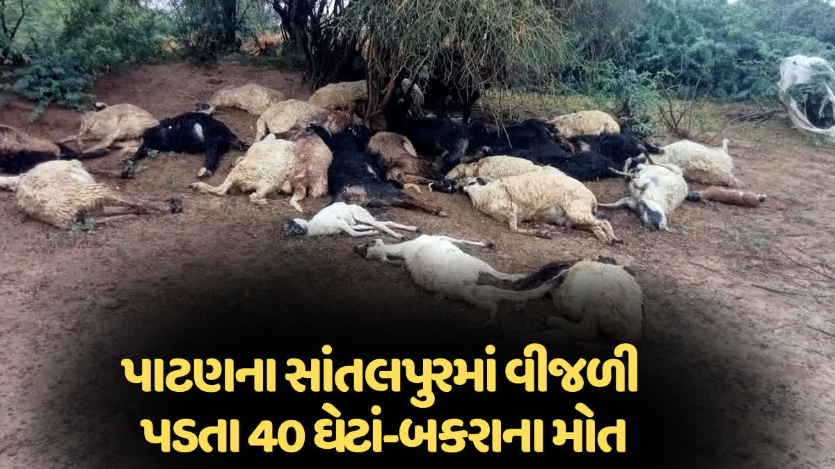Patan: સાંતલપુરમાં એક પશુપાલક પર ભયંકર આફત, વીજળી પડવાથી 40 ઘેટાં-બકરાંના મોત