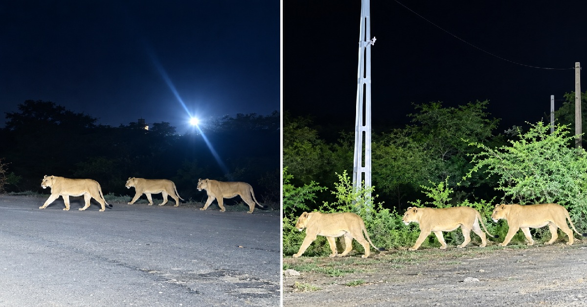 Junagadh: રાત્રિનો સમય, વરસાદ અને… અચાનક રસ્તા પર 6 સિંહો આવી ગયા