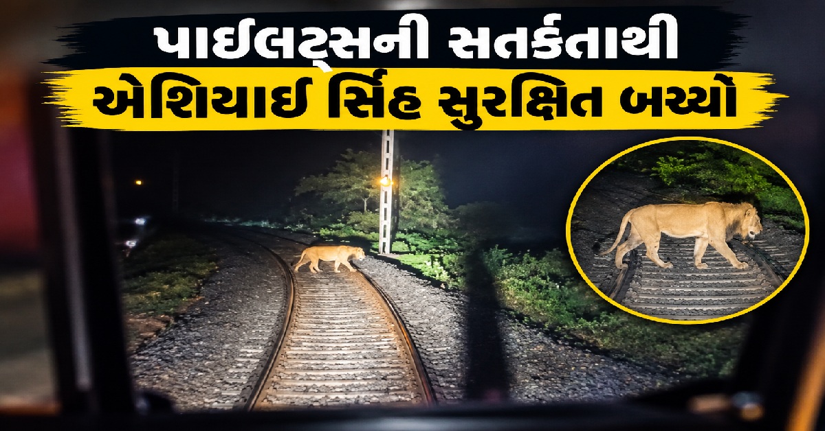 Bhavnagar: રેલવે ટ્રેક પર દેખાયો એશિયાઈ સિંહ, ટ્રેનના પાઇલટ્સની સતર્કતાથી સિંહનો જીવ બચ્યો