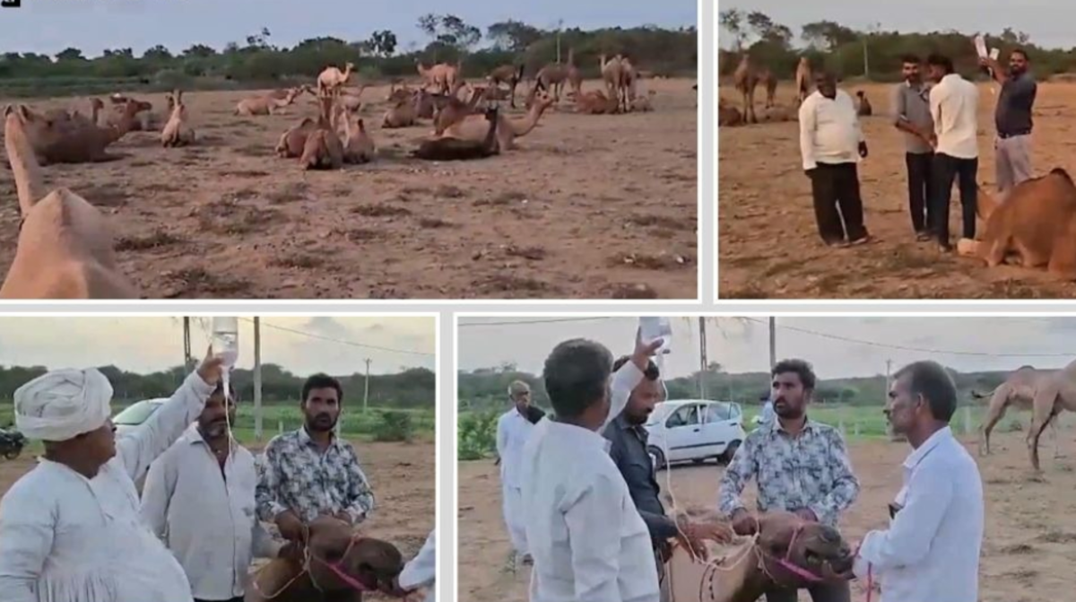 Kutch: માંડવીના રાજડામાં એક સાથે 18 ઊંટના મોતનો ભેદ ઉકેલાયો, વડાપ્રધાનનો રિપોર્ટ આવતા પશુપાલકો પણ આશ્ચર્યચકિત