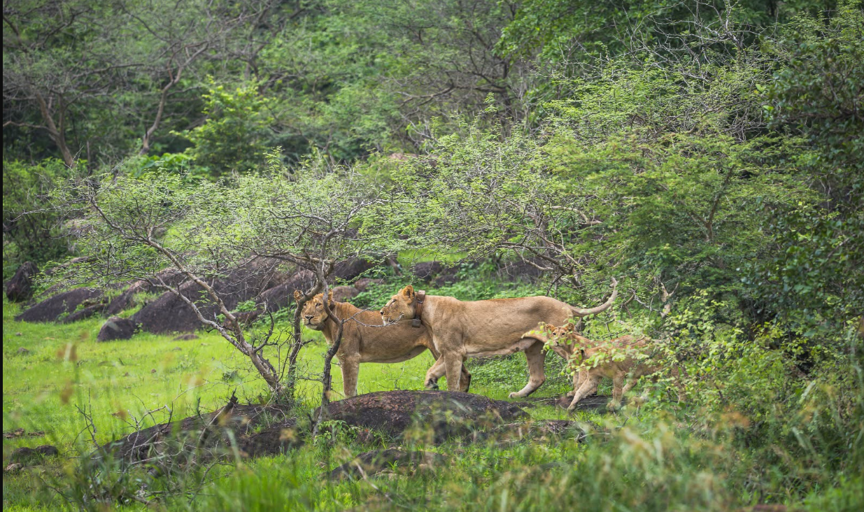 Barda Wildlife Sanctuary: સિંહોનું બીજું ઘર ‘બરડા’ માટે મોટો નિર્ણય, પોરબંદર વન વિભાગના વહીવટી માળખાની પુનઃરચના.