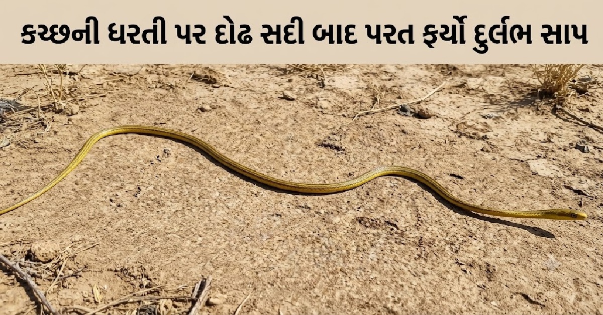150 વર્ષ બાદ Kutchમાં દુર્લભ સાપનું પુનઃદર્શન, વન્યજીવન પ્રેમીઓમાં ખુશીની લહેર