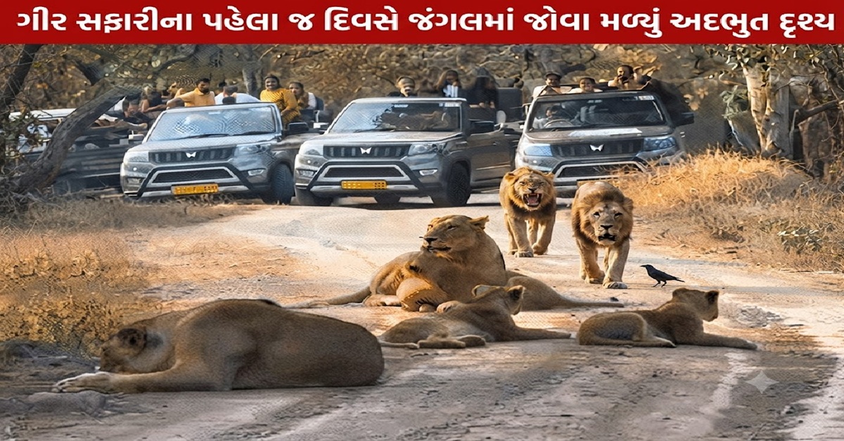 Gir Safariના પહેલા જ દિવસે જંગલમાં જોવા મળ્યું અદભુત દૃશ્ય, સિંહણ સાથે બચ્ચાં પણ દેખાયાં