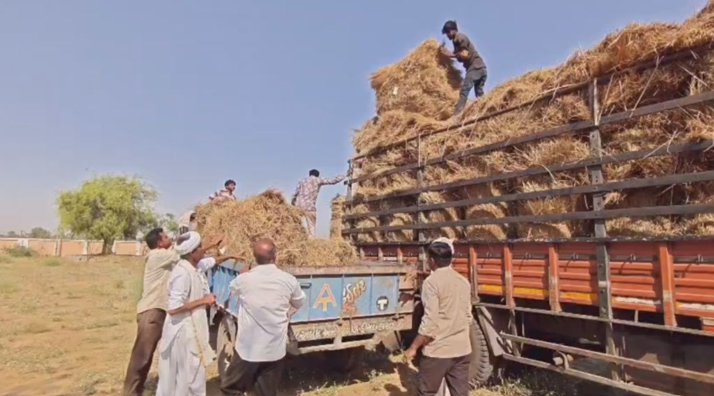 Vav-Tharad: આજથી ઘાસનો ડેપો રાહત દરે (રૂ. ૨ પ્રતિ કિલો) કાર્યરત થશે, જેનાથી પશુપાલકોને રાહત મળશે